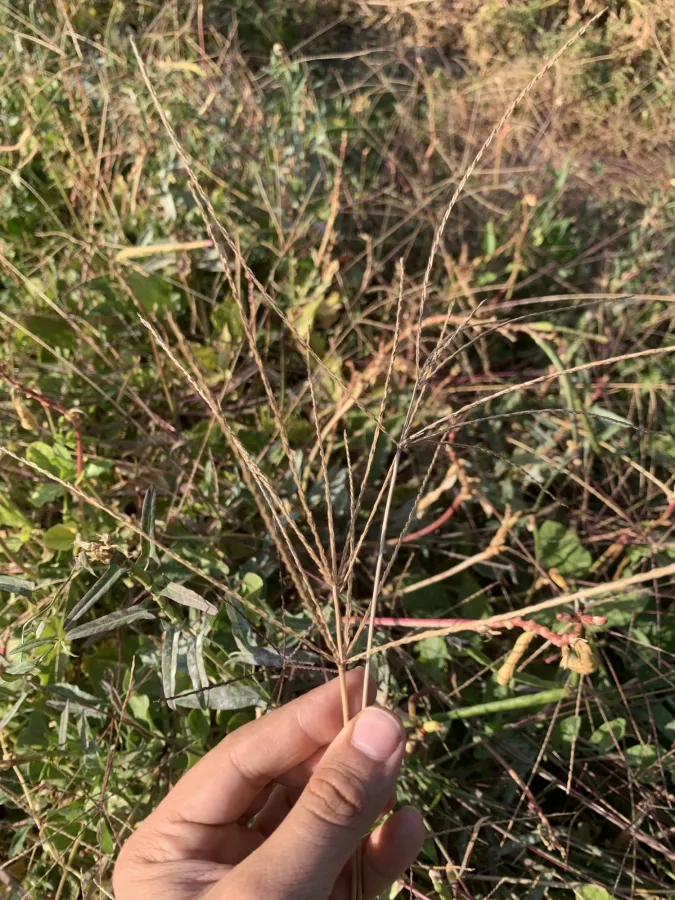 Digitaria sanguinalis
