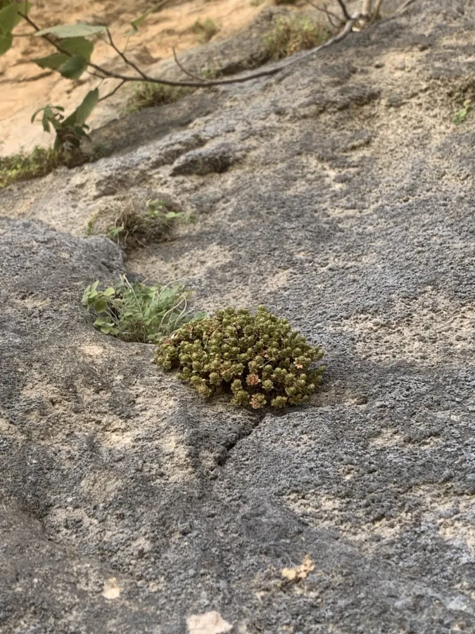 Dionysia odora