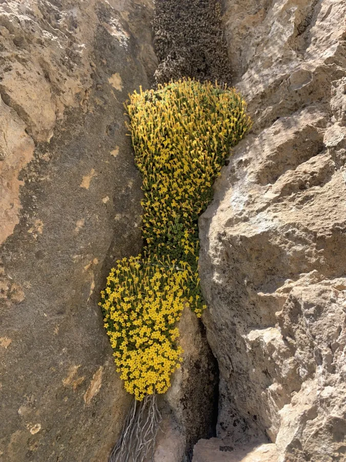 Dionysia odora