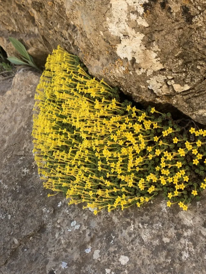 Dionysia odora