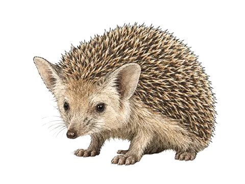 Southern White-Breasted Hedgehog