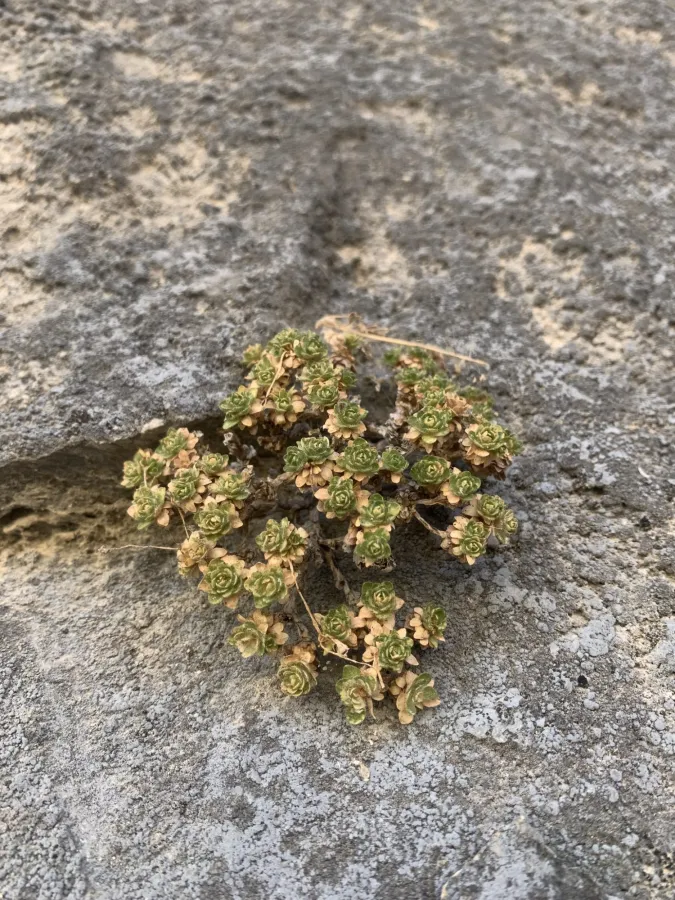Dionysia odora
