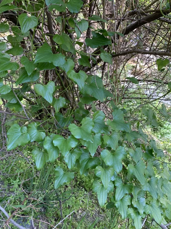 Dioscorea communis
