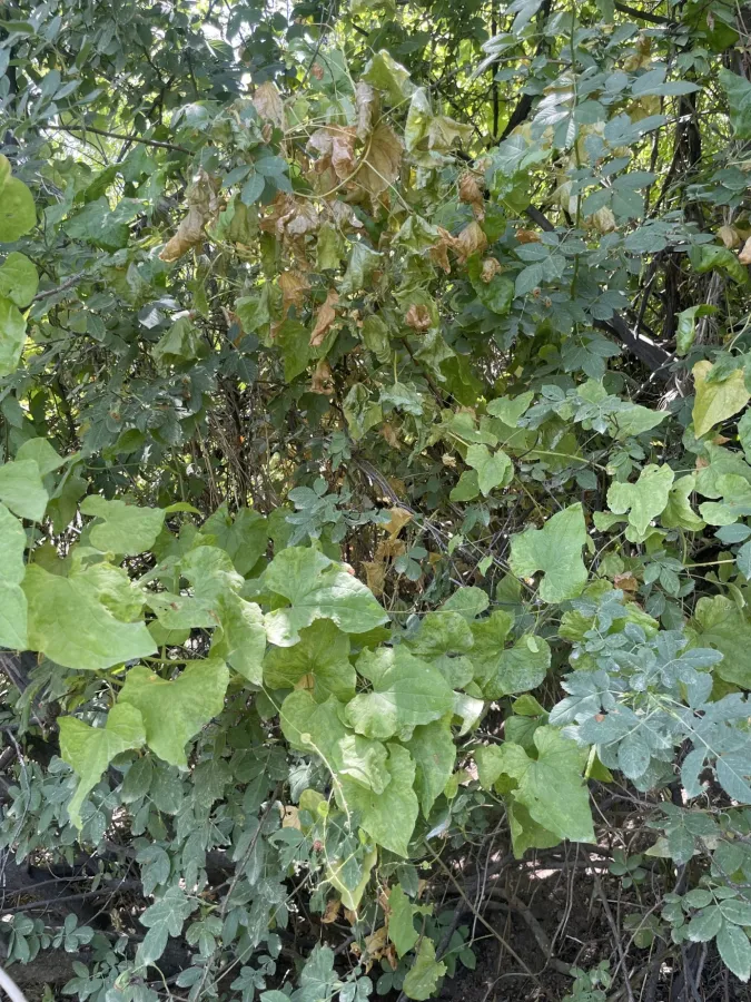 Dioscorea communis
