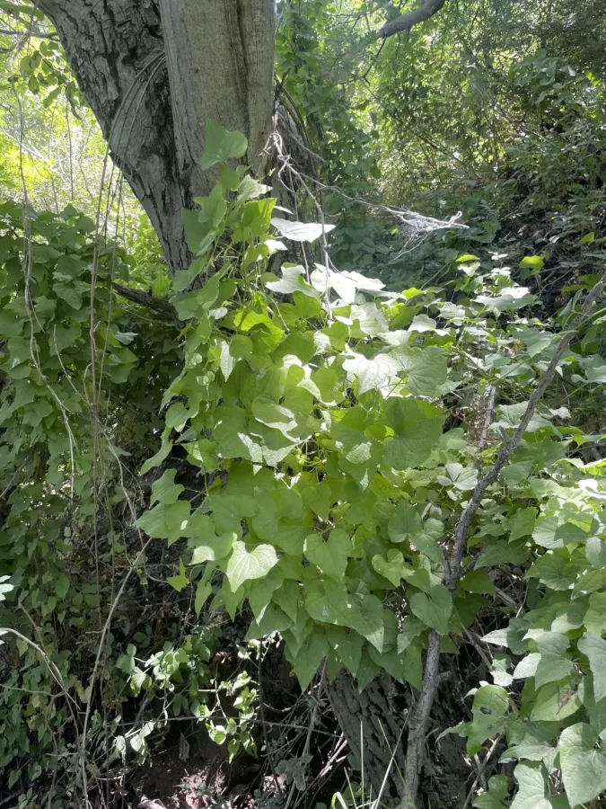 Dioscorea communis