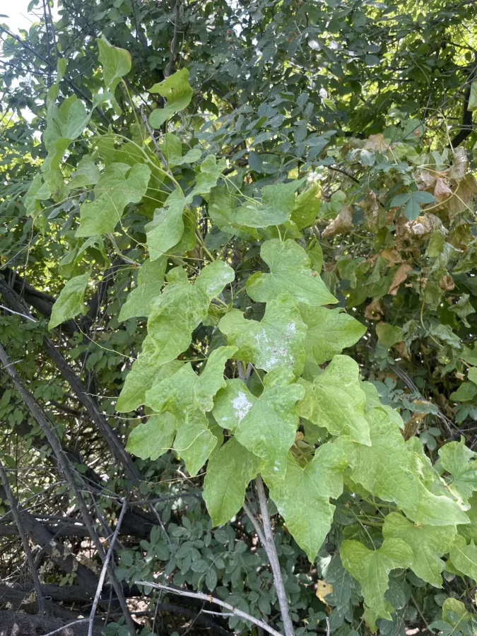 Dioscorea communis