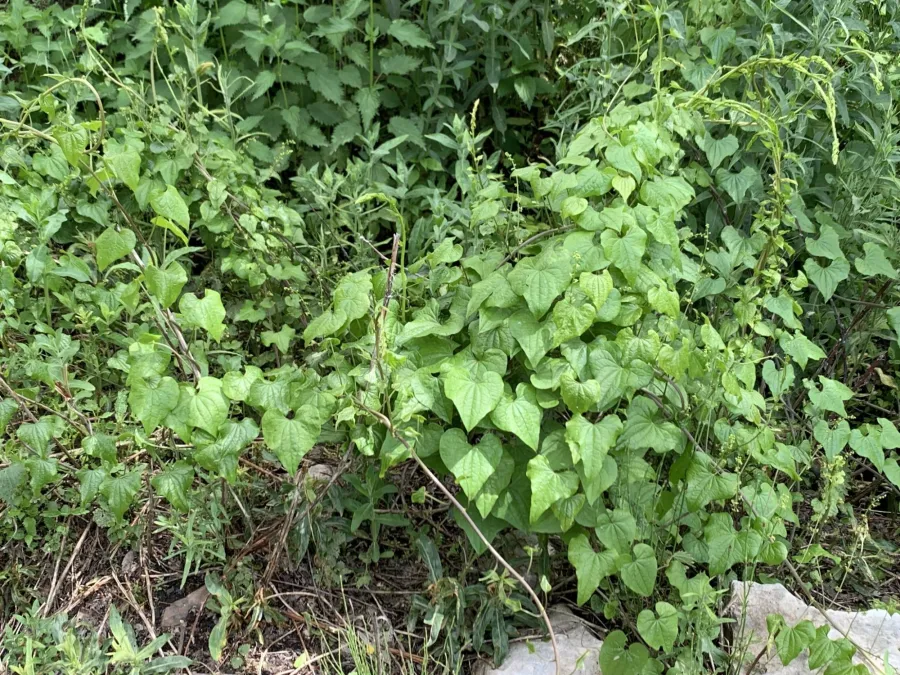 Dioscorea cretica