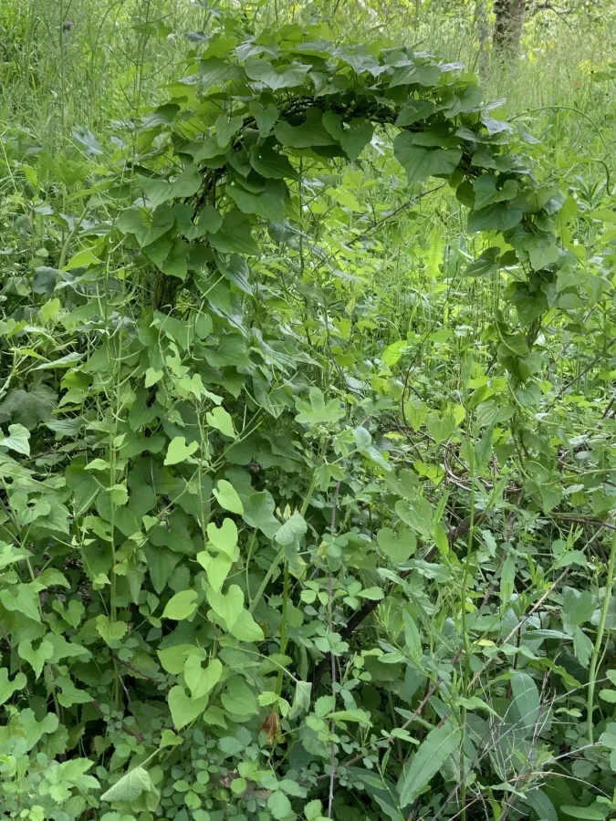 Dioscorea cretica