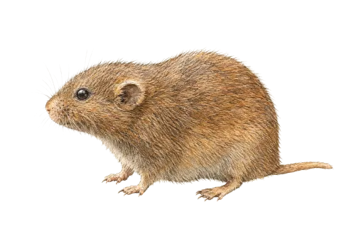 Social Vole