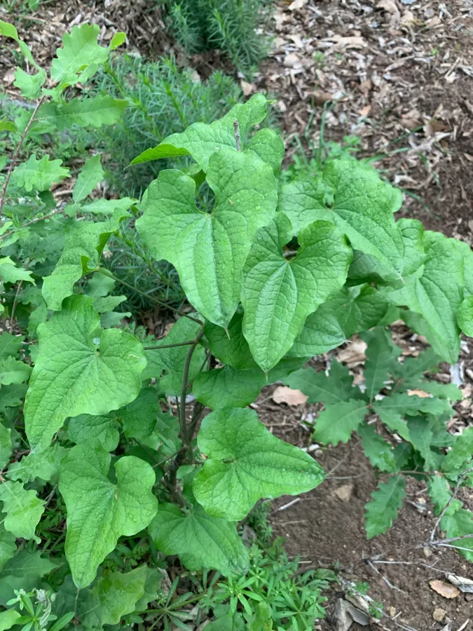 Dioscorea cretica