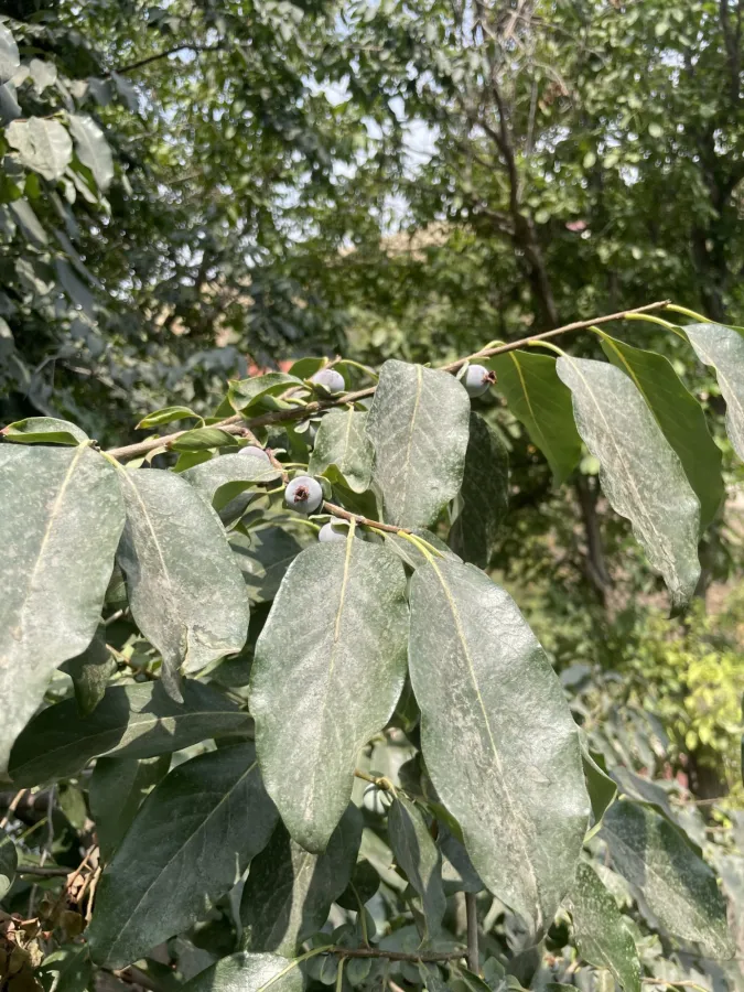 Diospyros lotus
