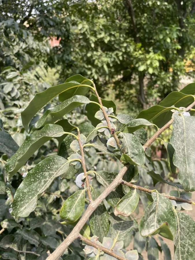 Diospyros lotus