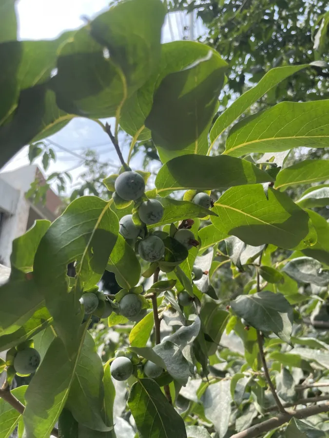 Diospyros lotus