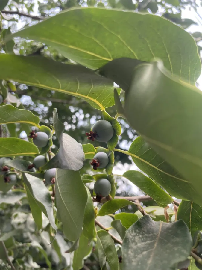 Diospyros lotus