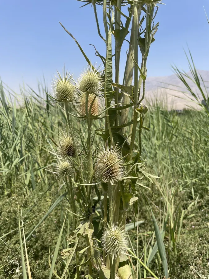 Dipsacus laciniatus