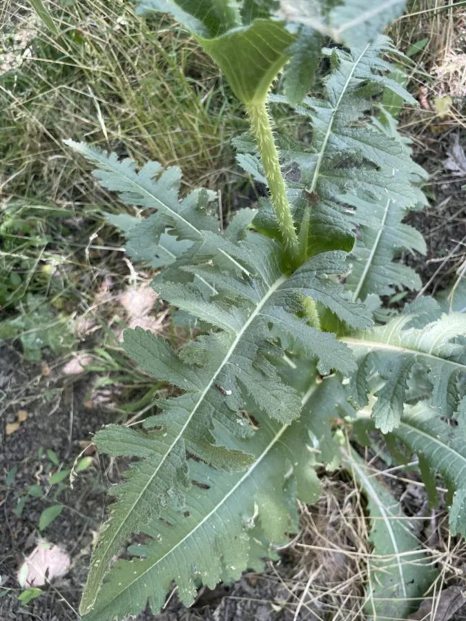 Dipsacus laciniatus