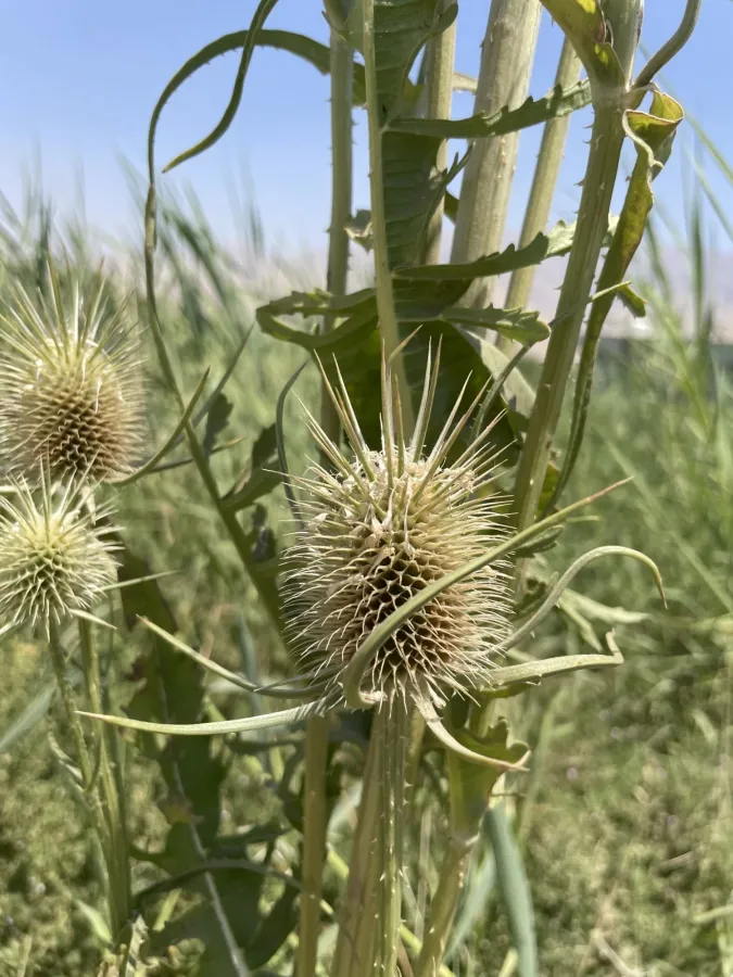 Dipsacus laciniatus