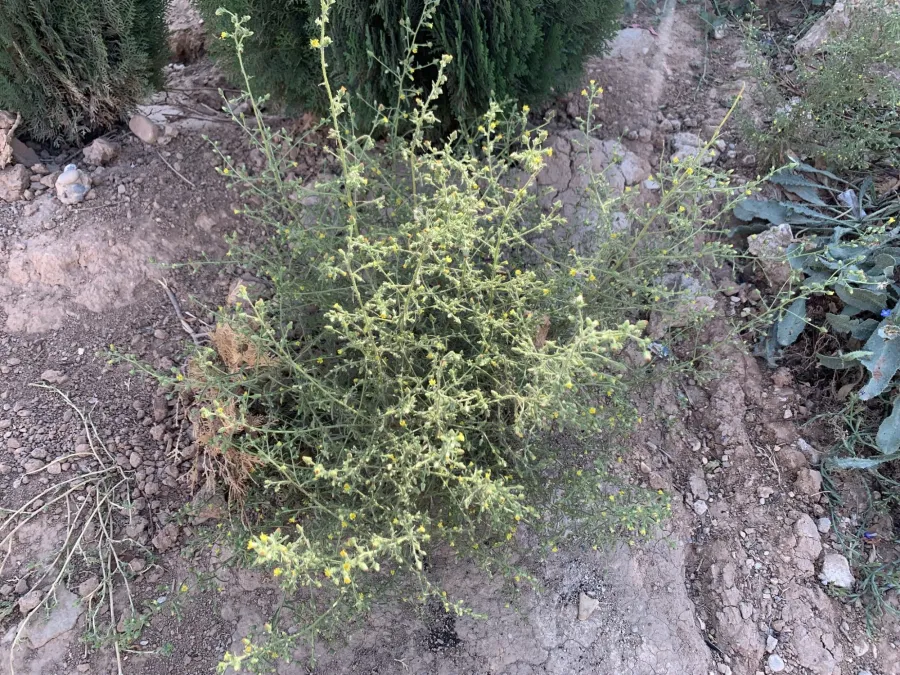 Dittrichia graveolens