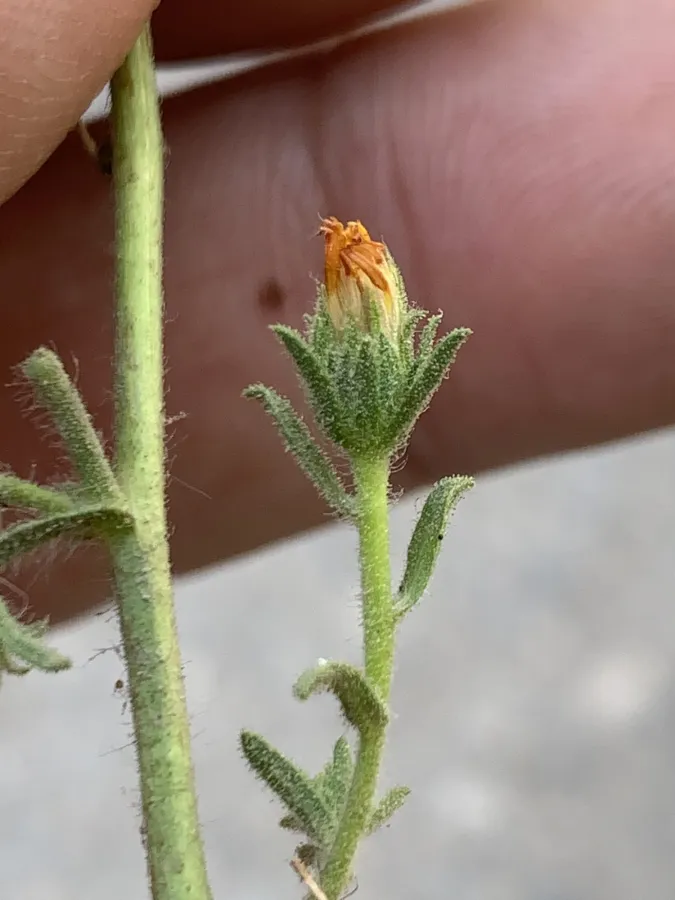 Dittrichia graveolens