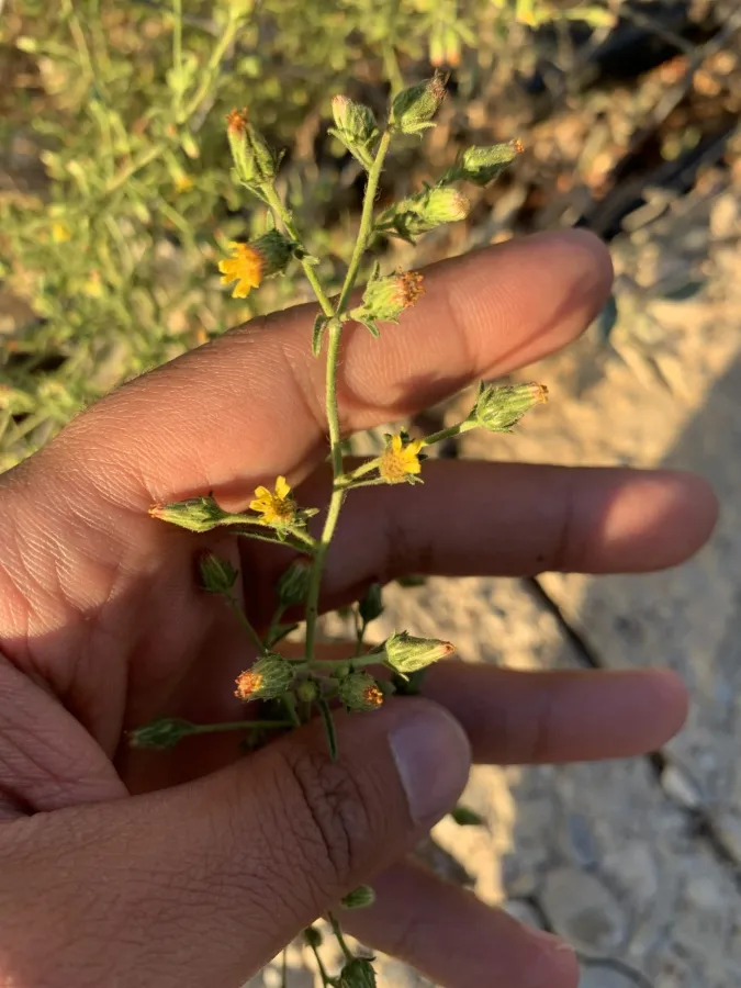 Dittrichia graveolens