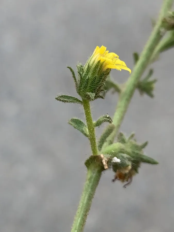 Dittrichia graveolens