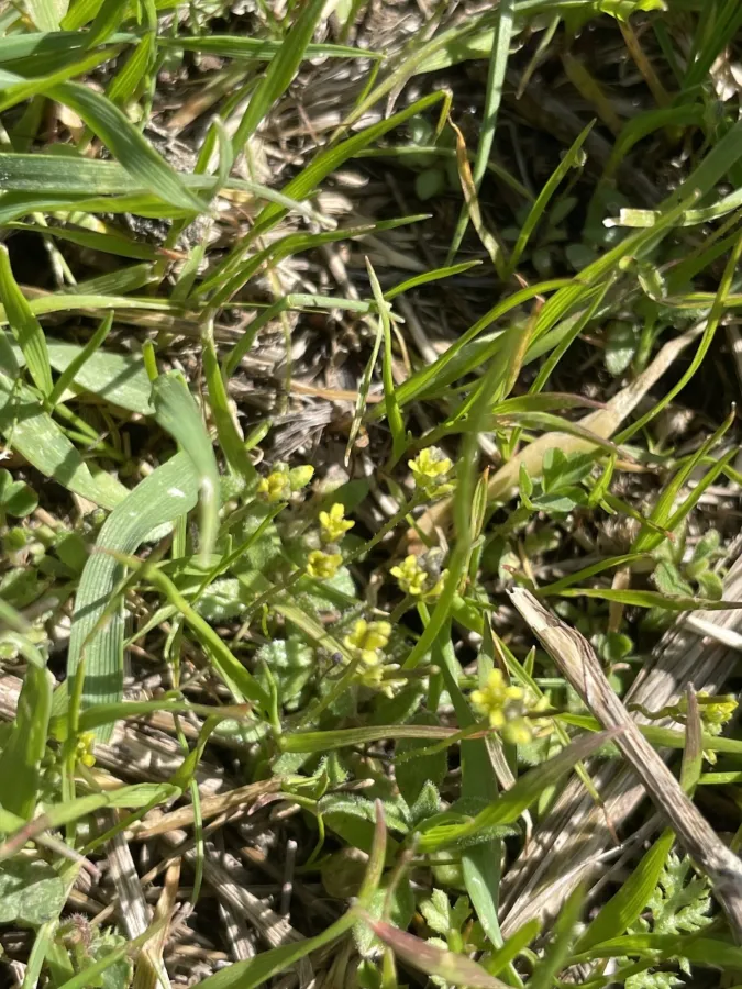 Draba nuda