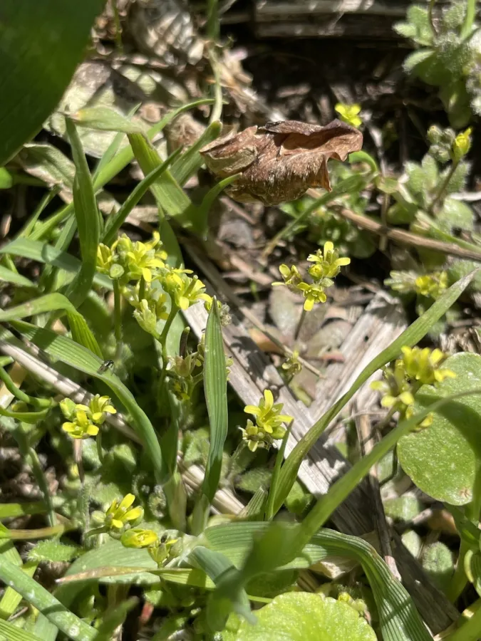Draba nuda