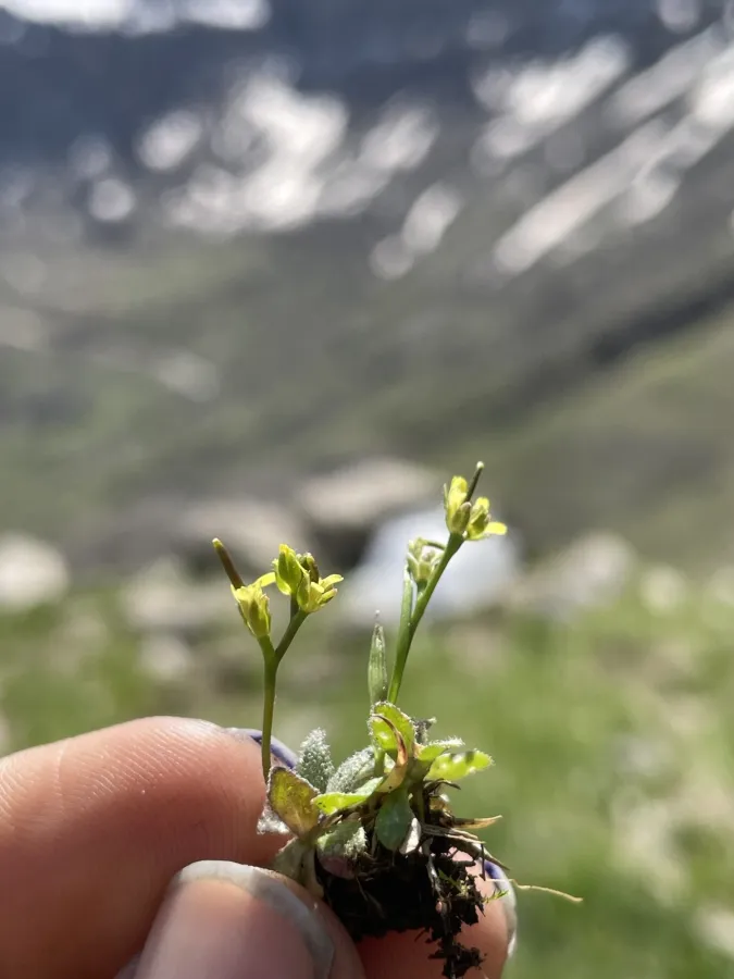 Draba nuda