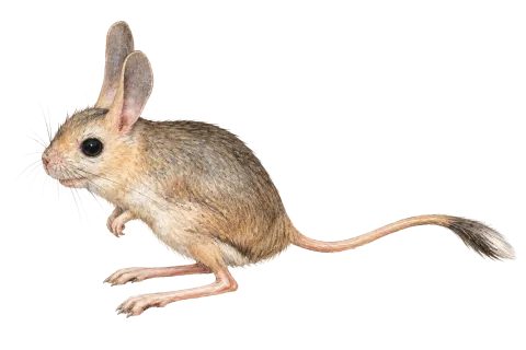 Euphrates Jerboa