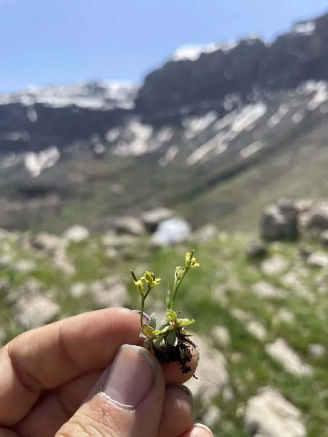Draba nuda