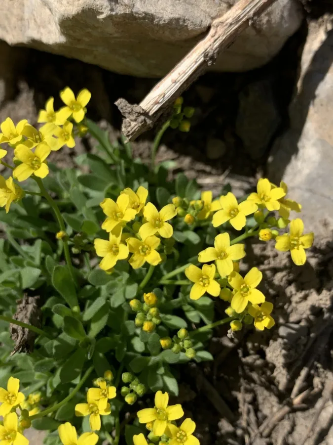 Draba pulchella