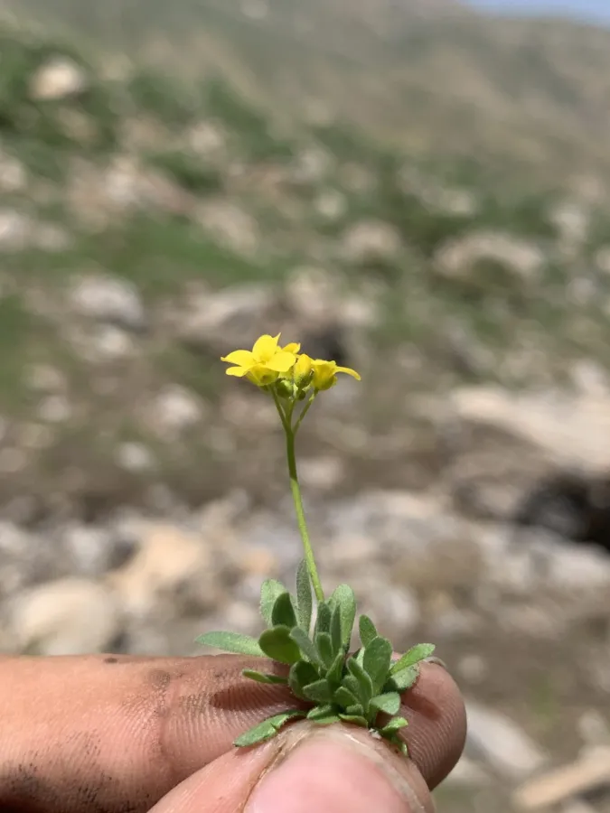Draba pulchella