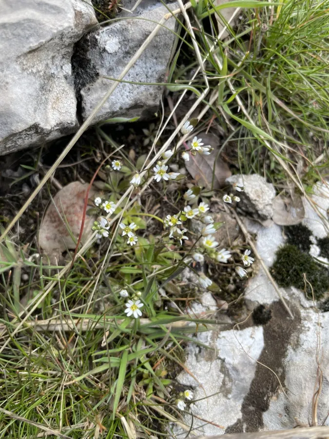 Draba verna