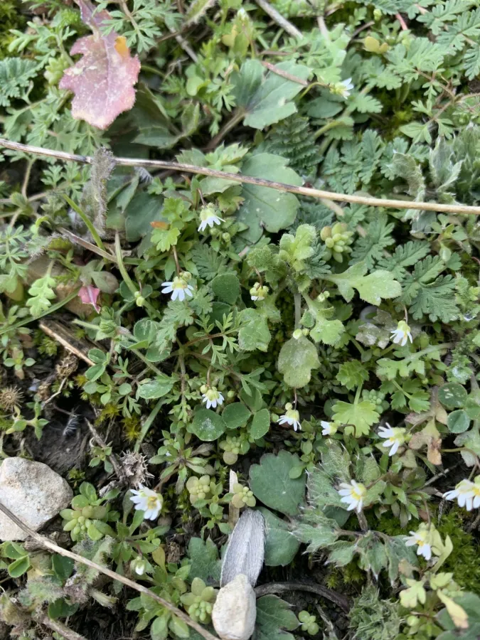 Draba verna