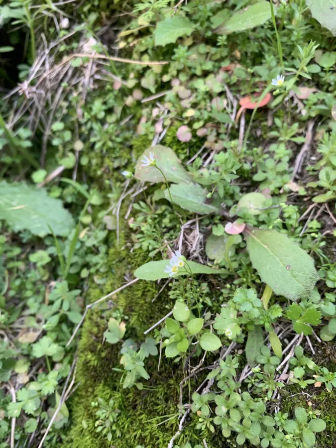 Draba verna