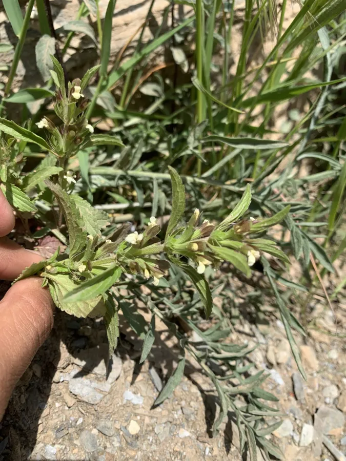 Dracocephalum ibericum
