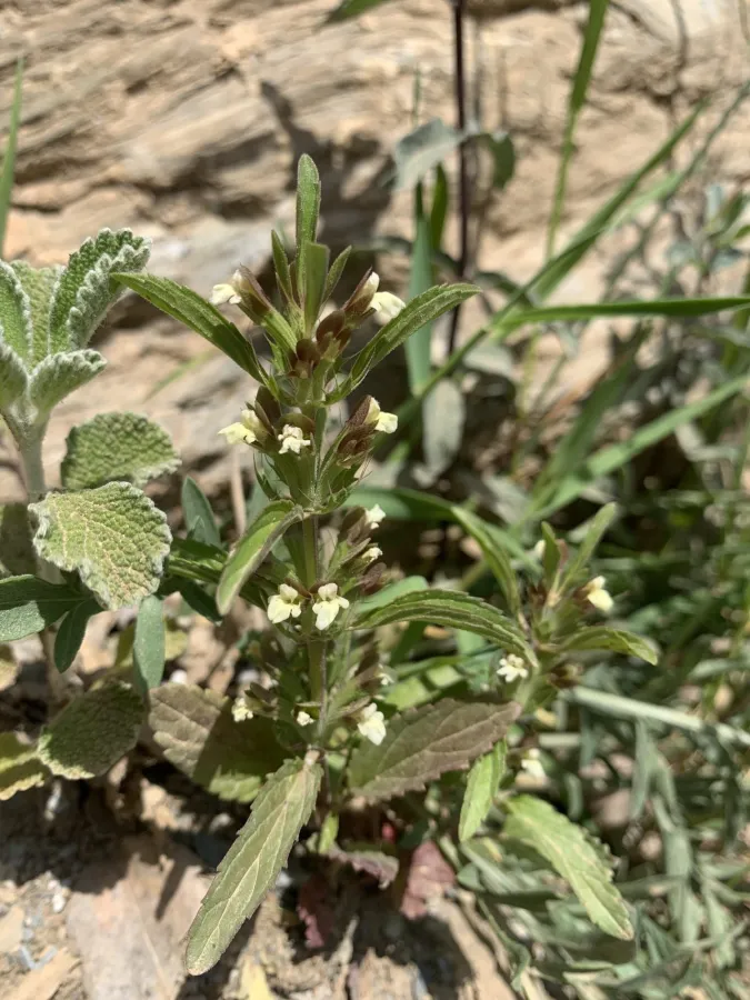 Dracocephalum ibericum