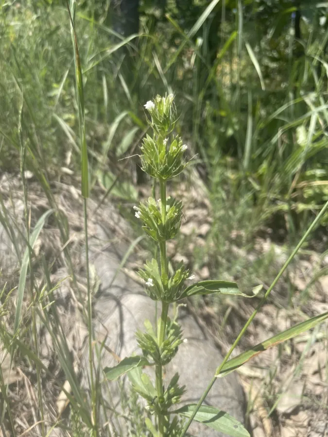 Dracocephalum ibericum