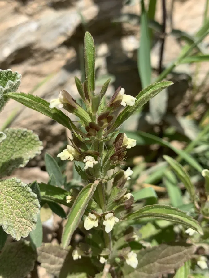Dracocephalum ibericum