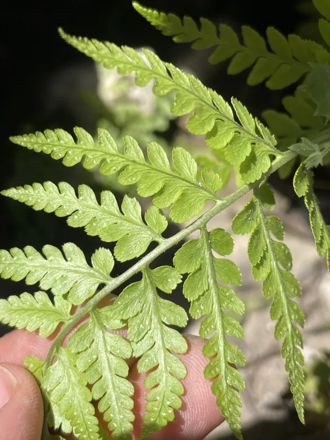 Dryopteris pallida