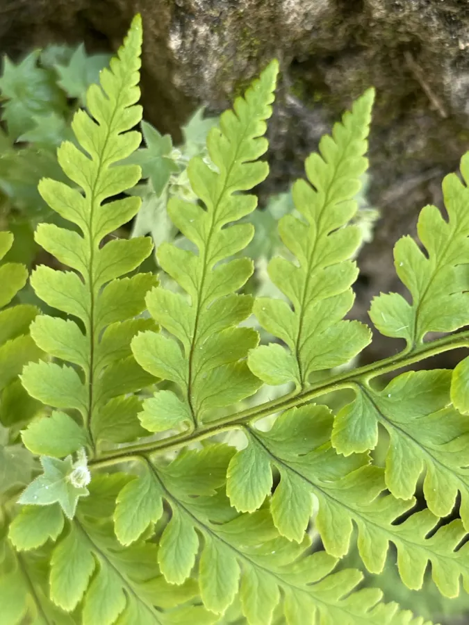 Dryopteris pallida