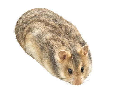 Brandt's Hamster