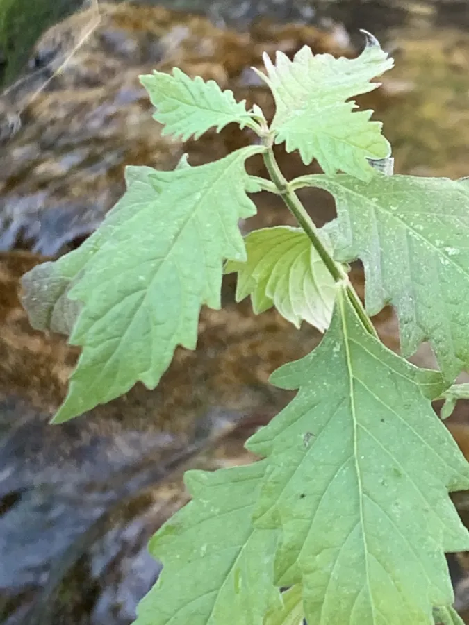 Dysphania ambrosioides