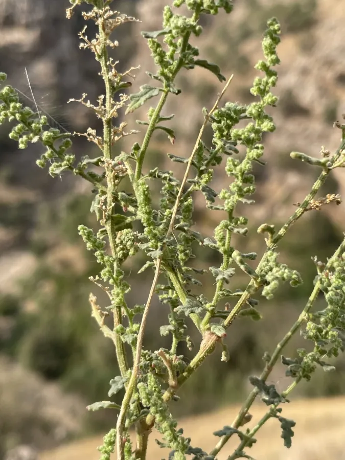 Dysphania botrys