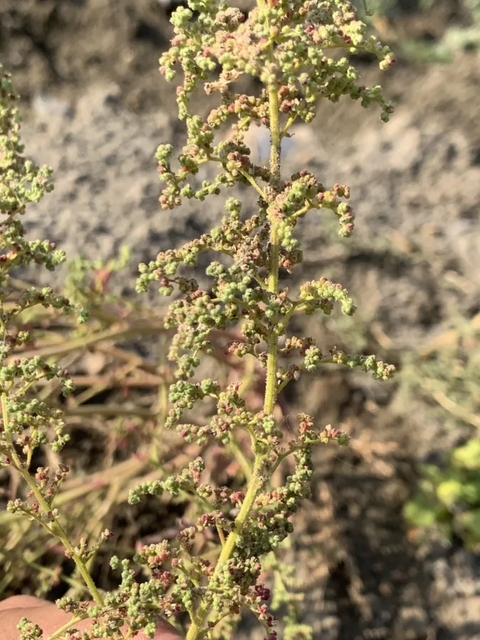 Dysphania botrys