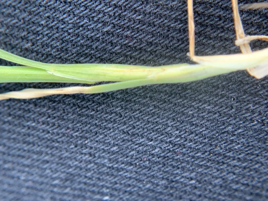 Echinaria capitata