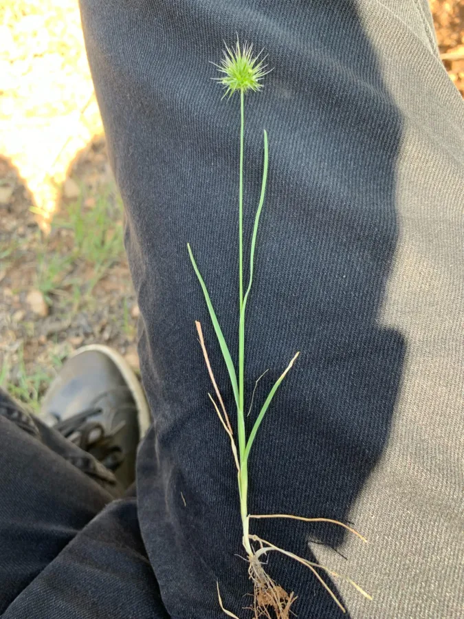 Echinaria capitata