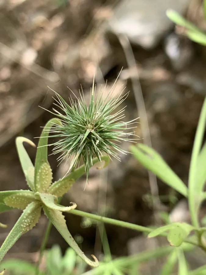 Echinaria capitata