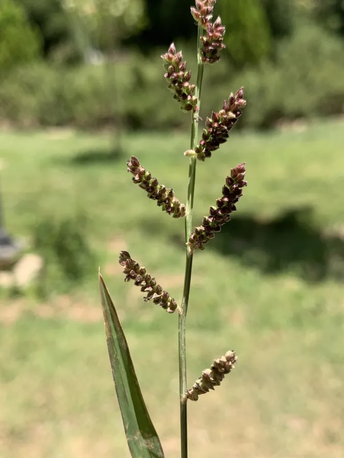 Echinochloa colonum
