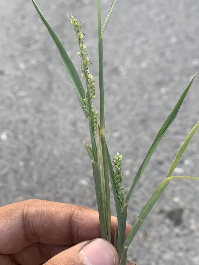 Echinochloa colonum
